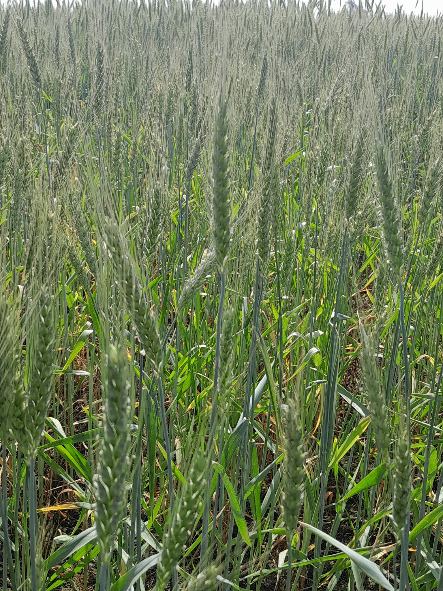 هل محتاج رش معين ؟